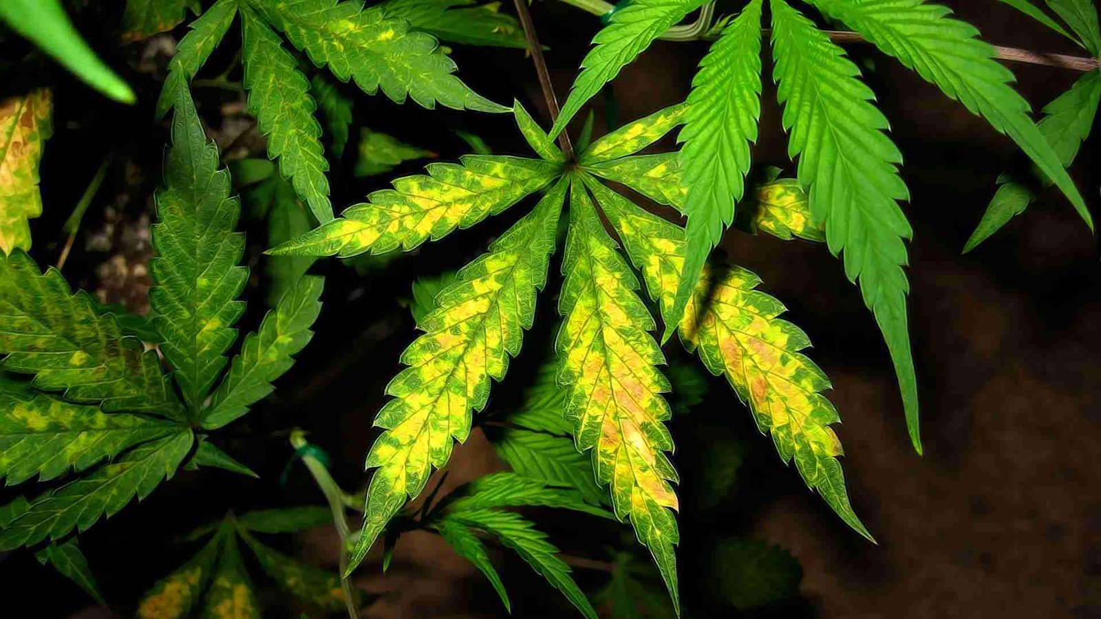 Cannabis Leaf Chart